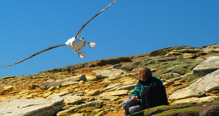 Albatross und Priska