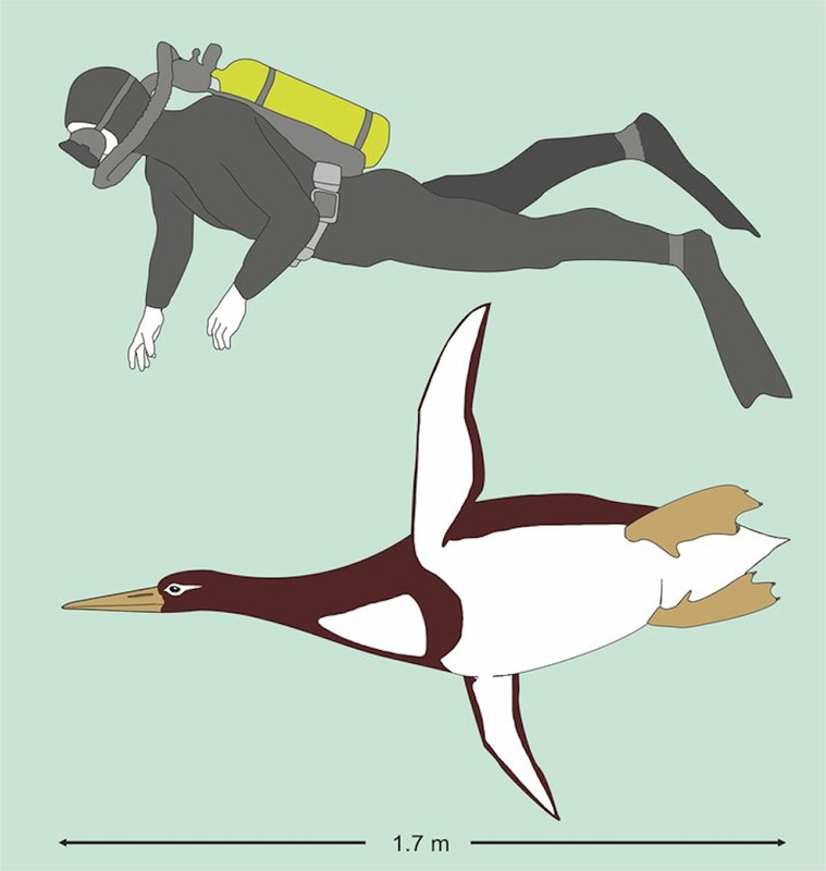 Die Knochen des fossilen Pinguins (schwarz) im Vergleich zu einem Kaiserpinguin zeigen die enorme Grösse deutlich. Im Uhrzeigersinn von oben links: Unterschenkelknochen, Oberarmknochen, Wirbel, Rabenbein. Bild: Jean-Claude, Te Papa