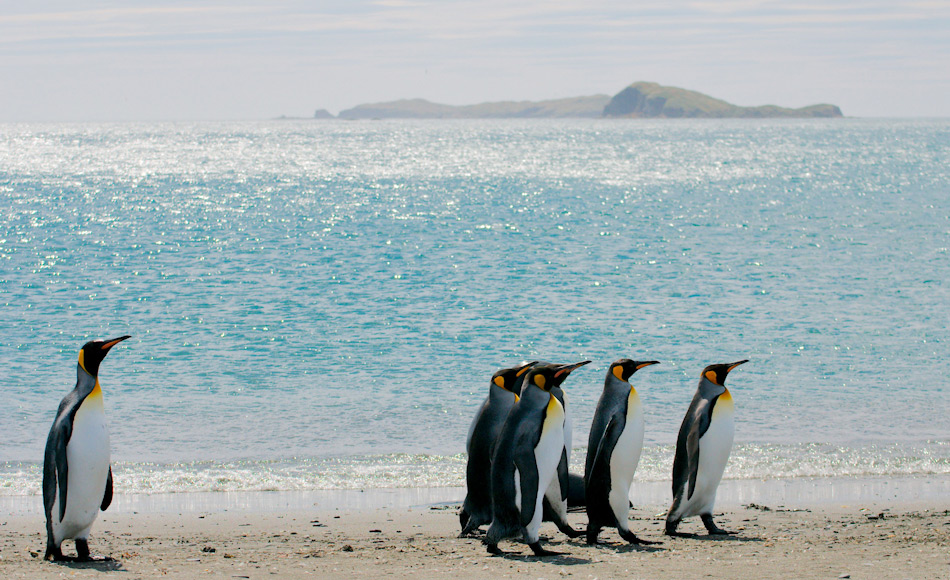 Königspinguine sind die zweitgrösste Pinguinart und leben auf den subantarktischen Inseln des südlichen Ozeans. Sie sind schlanker und leichter als ihre Verwandten, die Kaiserpinguine. Bild: Michael Wenger