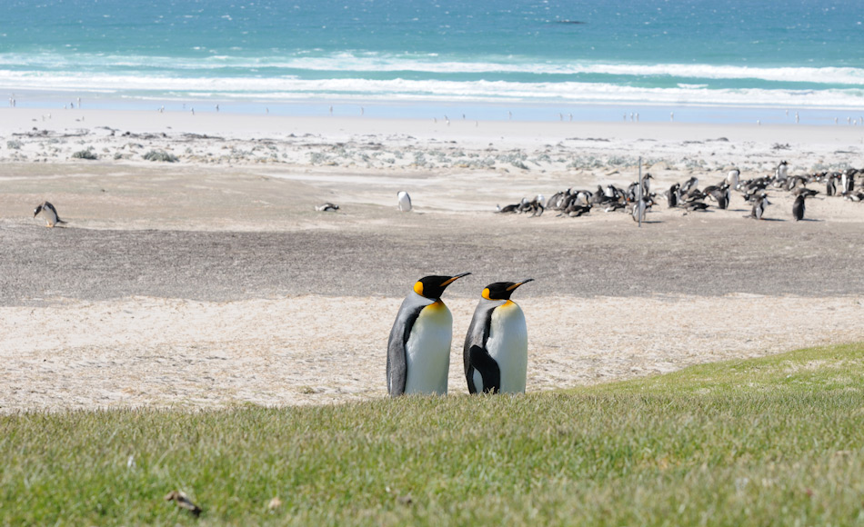 Die nördlichste Population von Königspinguinen findet sich nördlich der Konvergenzlinie, in den fischreichen Gewässern der Falklandinseln. Doch auch dort droht den Tieren wärmeres Wasser und Ölförderung die Nahrungsgrundlage zu entziehen. Bild: Michael Wenger