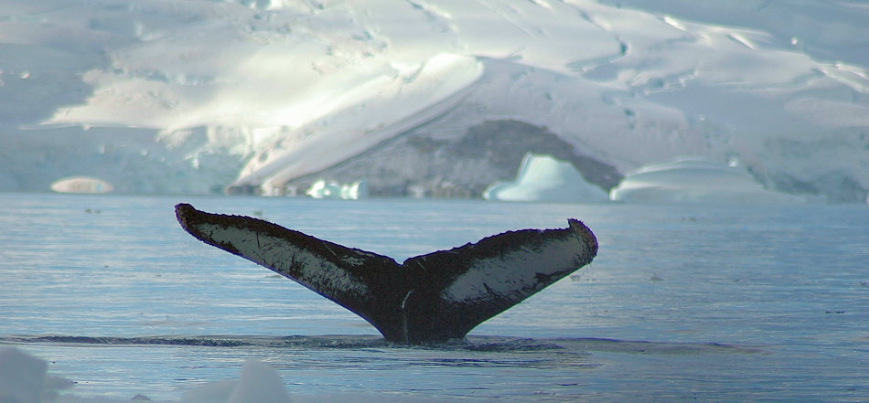 Buckelwale sind mittlerweile wieder ein häufiger Anblick in den Gewässern rund um Antarktika. Nach dem Walfangstopp haben die Tiere sich schneller erholt als die meisten anderen Walarten. Ein Grund dafür mögen die Rastplätze entlang ihrer Wanderrouten sein. Bild: Michael Wenger