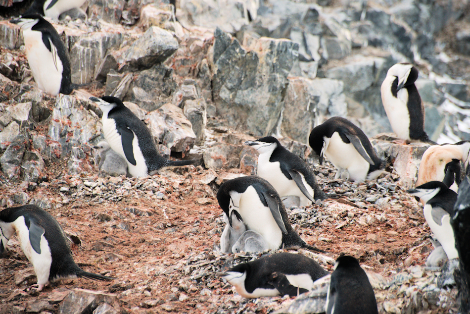 Die Zahlen der Pinguine und vieler anderer Seevögel sind in den letzten 40 Jahren zwischen 25 und 50 Prozent gesunken, u.a. weil sie nicht mehr genügend Nahrung finden, um sich und ihre Jungen zu ernähren. Bild: Michael Wenger