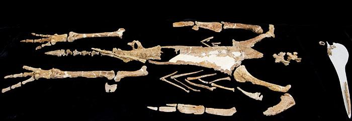 Kairuku Pinguin Fossil