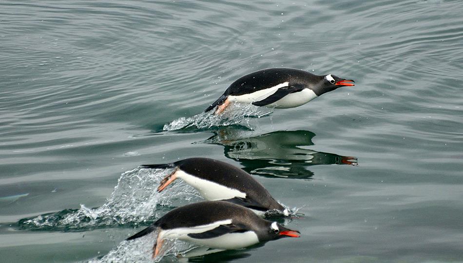 Pinguine fressen vor allem Krill, andere Krebstiere und/oder Fisch, je nach Pinguinart.