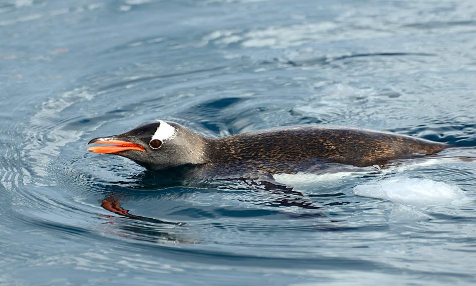 Pinguine haben sich im Laufe der Evolution perfekt an die aquatische Umwelt angepasst und verbringen einen Grossteil ihres Lebens im Wasser.