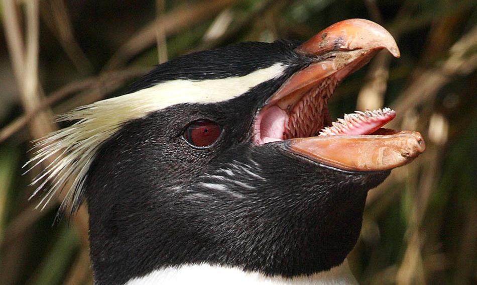 Pinguine sind exzellente Jäger im Wasser und haben sich entsprechend angepasst. Dies gilt auch für ihre Zunge.