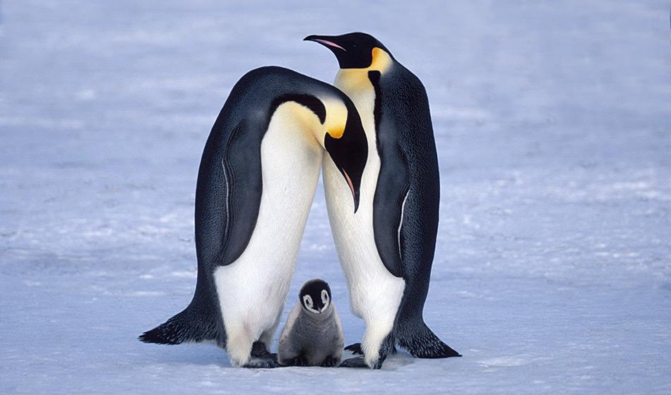 Kaiserpinguine sind die grösste Pinguinart und gelten als Ikone der Antarktis. Sie brüten auf dem Festeis nahe am Kontinent und legen jeden Herbst ein Ei, welches überleben sollte. Foto: Heiner Kubny