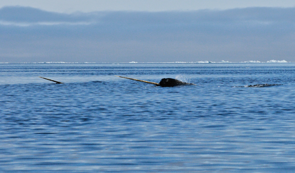 Narwale nennt man auch „Einhörner der Meere“ aufgrund ihres langen Stosszahnes, der ein erweiterter Zahn ist. Diese Meeressäuger leben in der hohen Arktis nahe der Eiskante, wo sie Fische fangen. Bild: Michael Wenger