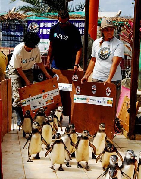 IFAW hilft gestrandeten Pinguinen