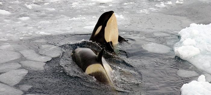Körperplege der Orcas