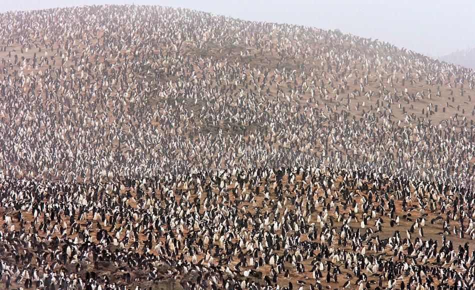 Vulkanausbruch bedroht grösste Pinguinkolonie der Welt