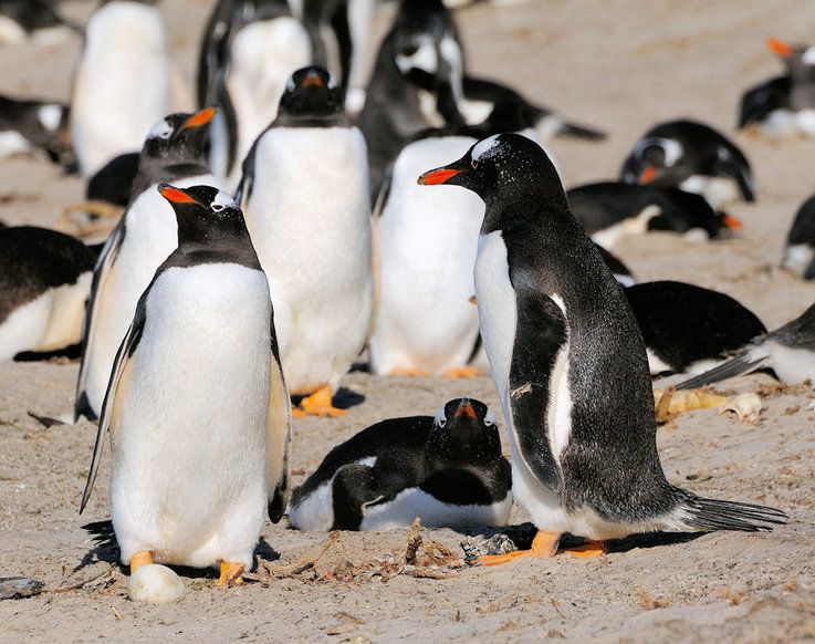 Eselspinguine sind die drittgru00f6sste Pinguinart und werden bis zu 75 cm gross und 7 kg schwer. Sie