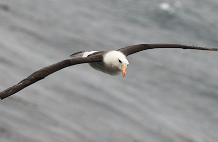 Albatrosse – Meisterflieger auf hoher See
