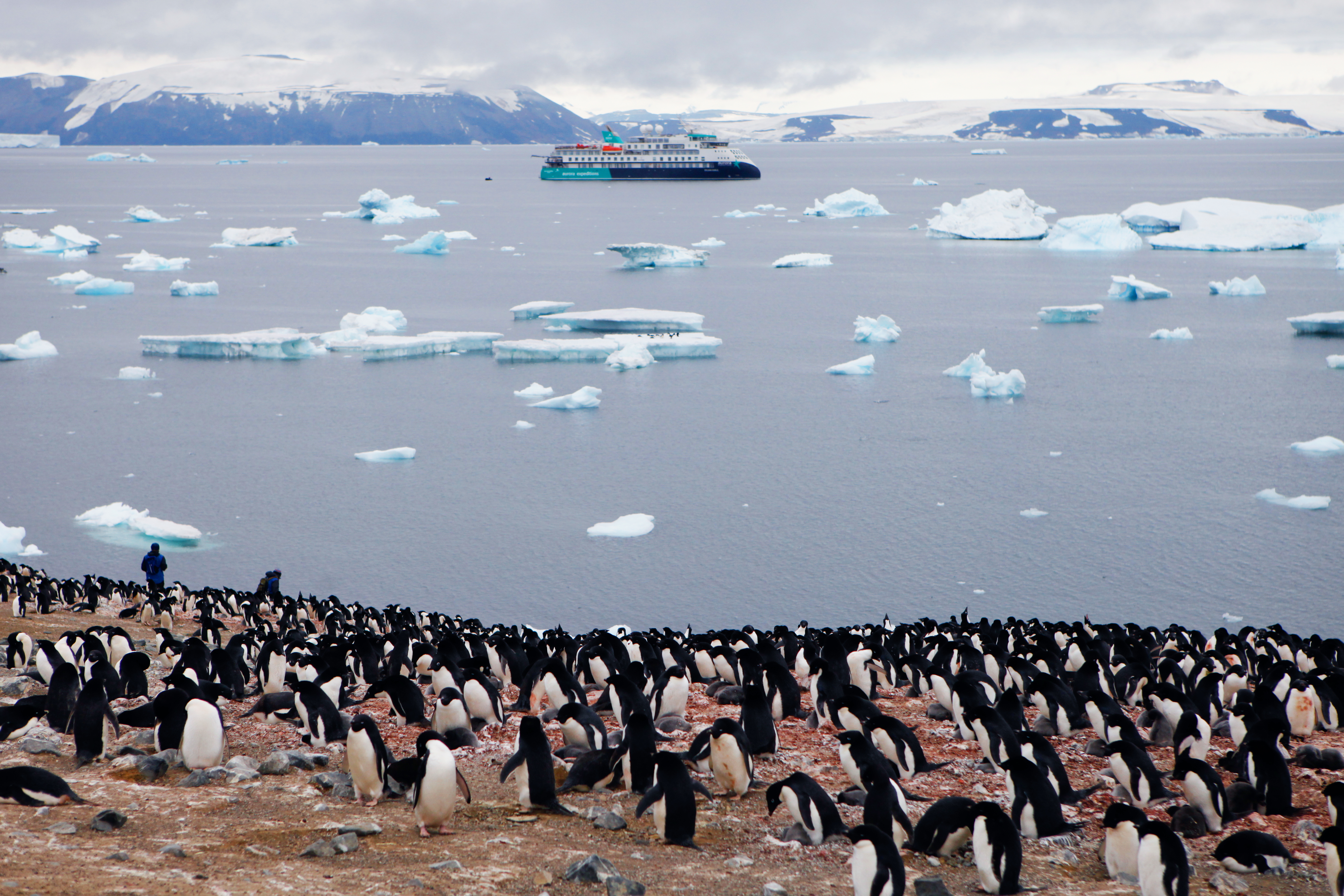 Erleben Sie die Polarregionen an Bord der Sylvia Earle – kleine Schiffsgröße, echte Expeditionen, Zodiac-Landgänge und hoher Komfort.