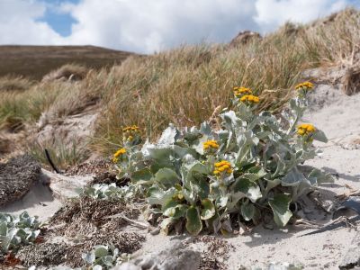Vegetation auf Carcass Island, Falklandinseln (© Vreni & Stefan Gerber)