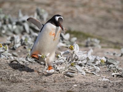 Eselpinguin auf Saunders Island, Falklandinseln (© Vreni & Stefan Gerber)