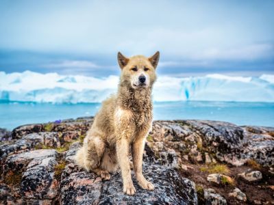 Grönlandhund in Ilulissat (© Eloi Omella)