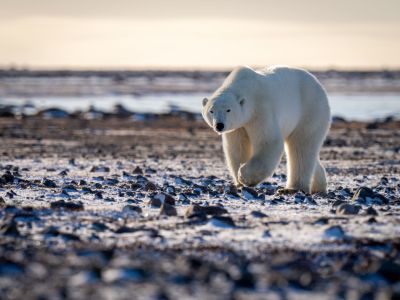 Eisbär an der Hudson Bay (© Nicholas Dale)