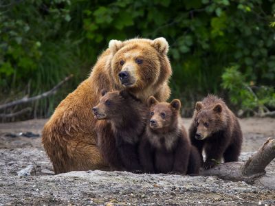 Braunbärfamilie auf Kamtschatka. 