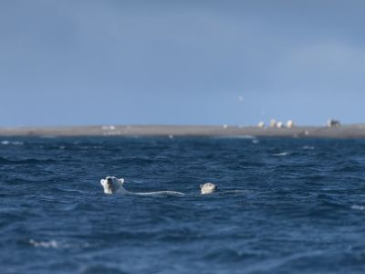 Die Wrangel-Insel gehört zu den besten Orten um Eisbären zu beobachten. (© Vreni und Stefan Gerber)