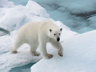 Haben wir schon erwähnt, dass man auf Spitzbergen Eisbären sehen kann? Der Archipel zählt zu den dre