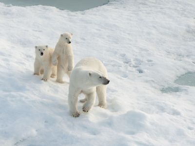 Erwachsene Eisbären können Pfoten mit einem Durchmesser über 30cm haben. Die grossen Tatzen helfen –