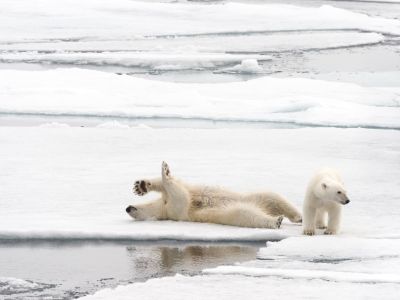 Nach einem Eisbad rollen sich die Eisbären im Schnee um sich zu trocknen. Sie pressen so durch ihr G