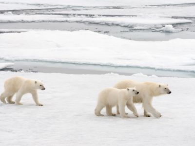 Auf lateinisch heisst der Eisbär „Ursus maritimus“ – der maritime Bär. Er zählt zu den Meeressäugeti