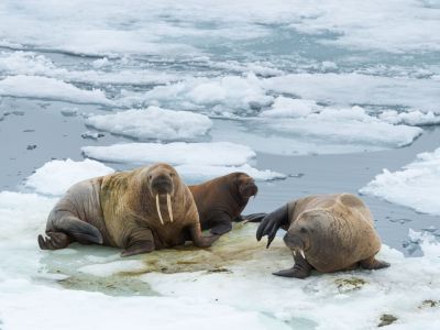 Walrosse im Packeis. Wie der Eisbär lebt auch das Walross mehrheitlich auf dem Eis. (© Vreni & Stefa