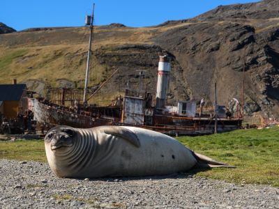 Grytviken, Forschungsstation und ehemalige Walfangstation auf Südgeorgien (© Vreni & Stefan Gerber)