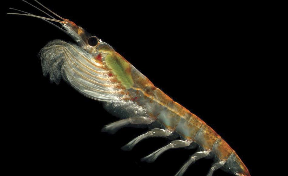 Wissenschaftler der Australian Antarctic Division studieren Krill, um ein besseres VerstÃ¤ndnis des Lebenszyklus des Krill zu bekommen. Ziel ist es die Krill-Fischerei besser zu reglementieren und die Auswirkungen von UmweltverÃ¤nderungen wie OzeanÃ¼bersÃ¤uerung auf dem Ãkosystem zu verstehen. (Bild: Australian Antarctic Division)