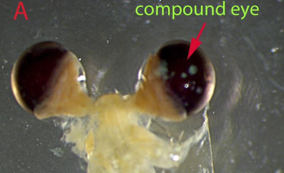 Abgesehen von den groÃen schwarzen Augen ist Krill meistens transparent, obwohl die Schale eine leuchtend rote Farbe durch kleine Pigmentflecken haben kann. Erwachsener Krill ist etwa sechs Zentimeter lang und wiegt rund ein Gramm. Dargestellt ist hier eines der Facettenaugen (Foto: PLOS ONE / Australian Antarctic Division)