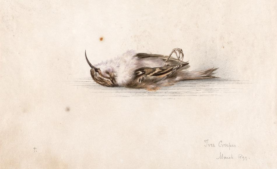 Das 118 Jahre alte AquarellgemÃ¤lde von Dr. Edward Wilson, der mit Scott zusammen auf dem RÃ¼ckweg vom SÃ¼dpol starb. Das Bild zeigt einen Vogel, den BaumlÃ¤ufer. Wilson malte es hÃ¶chstwahrscheinlich als er sich in Europa von einer Tuberkulose Erkrankung erholte und er nahm es mit in die Antarktis. (Bild: Antarctic Heritage Trust)