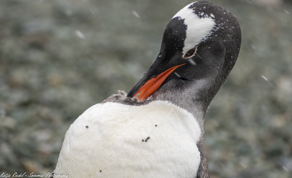 Pinguinfedern bewahren die Geschichte von ErnÃ¤hrungsumstellungen. In den letzten 80 Jahren haben sich Pinguine hauptsÃ¤chlich von Fischen, dann von Krill und dann wieder hauptsÃ¤chlich von Fischen ernÃ¤hrt. Die jÃ¼ngste VerÃ¤nderung im Nahrungsplan der Pinguine kÃ¶nnte die Zunahme der kommerziellen Krillfischerei auf das Ãkosystem widerspiegeln. (Bild: Katja Riedel)