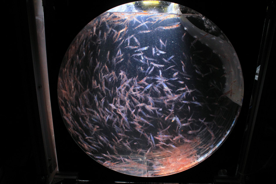 Die âPolarsternâ bietet an Bord die MÃ¶glichkeit, in speziellen Aquariumskreiseln die AnpassungsfÃ¤higkeit von Krill an verschiedene Temperatur- und Nahrungsbedingungen zu untersuchen. Bild: Clara Flintrop / AWI