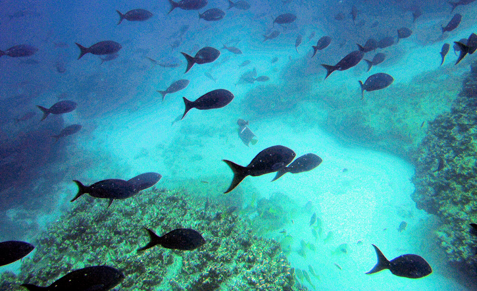 Die tropischen Korallenriffe beherbergen eine Vielzahl von LebensrÃ¤umen. Dies wiederum bildet die MÃ¶glichkeit einer hohen Artenzahl. Doch gemÃ¤ss der neuen Studie sind die polaren Regionen noch schneller bei der Artbildung. Bild: Michael Wenger