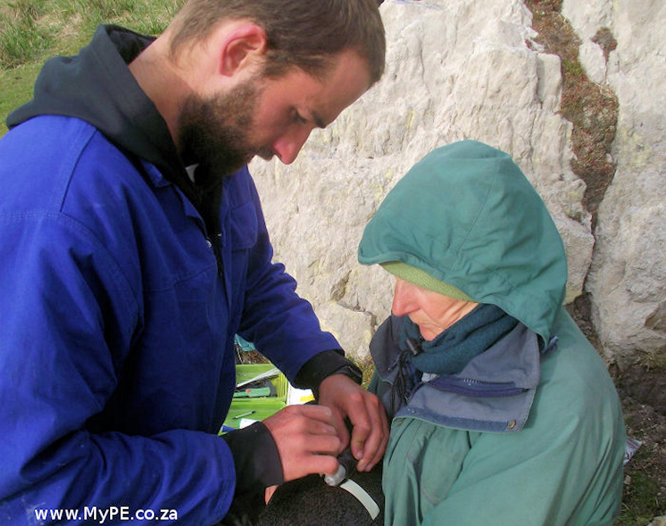 Jonathan Handley (links) markiert einen Pinguin und befestigt mit Hilfe einer Assistentin von Falkland Conservation eine Minikamera am Kopf. Bild: Jonathan Handley / My Port Elizabeth