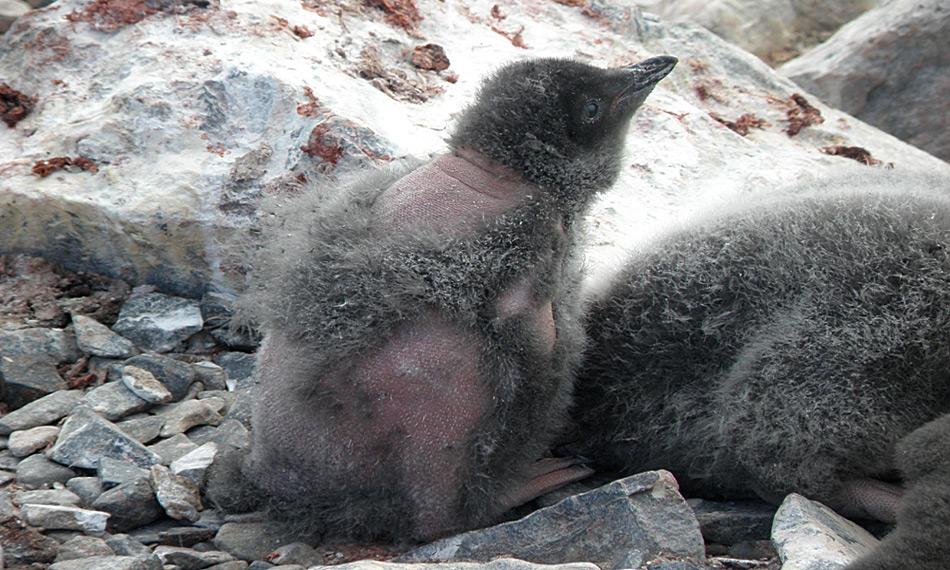 Erstmals wurde in der Antarktis ein durch Krankheit federloser Adeliepinguin entdeckt.