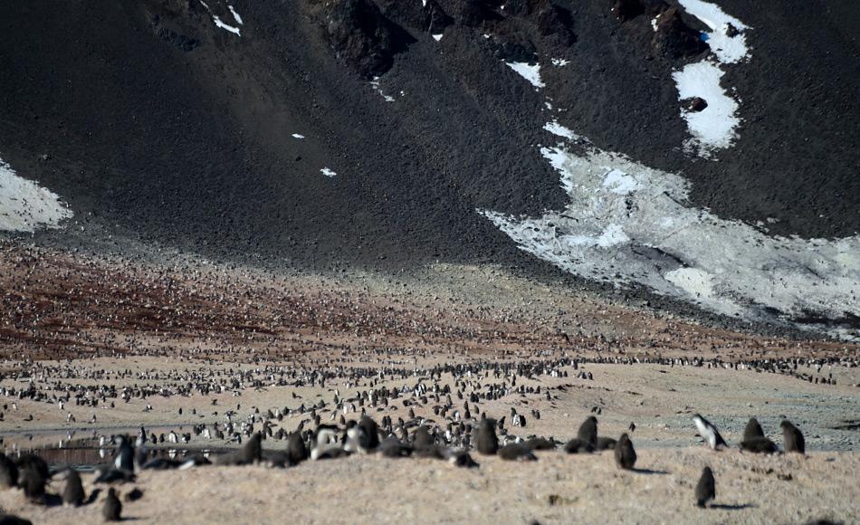 Die AdÃ©liepinguinkolonie nahe der HÃ¼tte von Borchgrevink ist eine der grÃ¶ssten Pinguinkolonien in Antarktika. Viellicht liegt hier der SchlÃ¼ssel zum Ãberleben der Art in der Zukunft. Bild: Michael Wenger