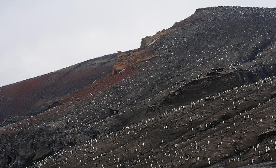 Die SÃ¼dsandwich-Inseln sind am Ã¶stlichen Ende des Scotiabogens und bestehen aus etwa 11 Inseln. Sie sind die Heimat von Millionen von Pinguinen, die auf den Inseln wegen des Reichtums der Scotia-See brÃ¼ten. Besonders ZÃ¼gelpinguine sind weitverbreitet wie hier auf Saunders Island. Bild: Michael Wenger