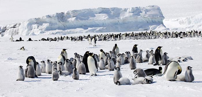 Snow Hill ist die nÃ¶rdlichste bekannte Kaiserpinguin-Kolonie und liegt in der Weddell Sea, auf der Ostseite der Antarktischen Halbinsel.