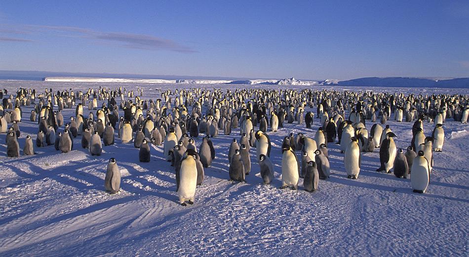 Kaiserpinguine brÃ¼ten in 45 bekannten Kolonien rund um die Antarktis und ihre BestandsgrÃ¶sse wird auf Ã¼ber 260â000 Tiere geschÃ¤tzt. Foto: Heiner Kubny