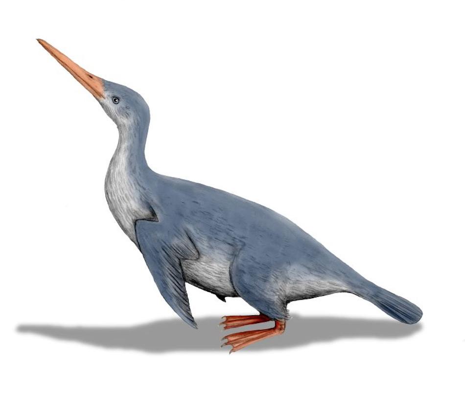 Waimanu bedeutet âWasservogelâ in der Sprache der Maori und beschreibt eine Gruppe von frÃ¼hen Pinguinen. Sie lebten vor rund 60 Millionen Jahren in Neuseeland und werden als die frÃ¼hesten fluglosen Mitglieder der Pinguingruppe betrachtet. Bild: Nobe Tamura