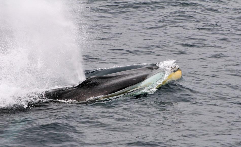 Finnwale sind die zweitgrÃ¶ssten Wale der Welt. Sie kÃ¶nnen eine GesamtlÃ¤nge von 20 â 22 m erreichen und wiegen rund 80 Tonnen. Der Unterkiefer ist zweifachgefÃ¤rbt und die rechte Seite ist hellgrau bis weiss statt grau. Bild: Michael Wenger