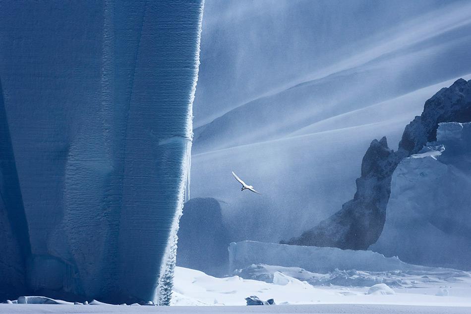 Antarktis Vogel und Eisberg