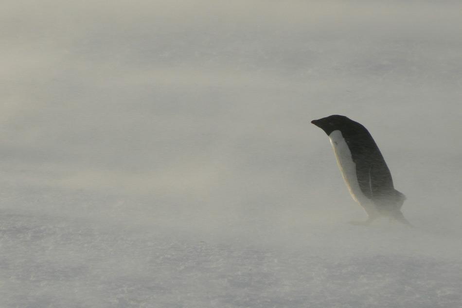 Die hohen Anforderungen an Einrichtungen und GerÃ¤te im extremen und unversÃ¶hnlichen Klima der Antarktis, erfordern fortlaufende finanzielle Zuwendungen. Pinguine, wie dieser AdÃ©liepinguin im Schneesturm, sind an die harschen Wetterbedingungen bestens angepasst. (Foto: Katja Riedel)