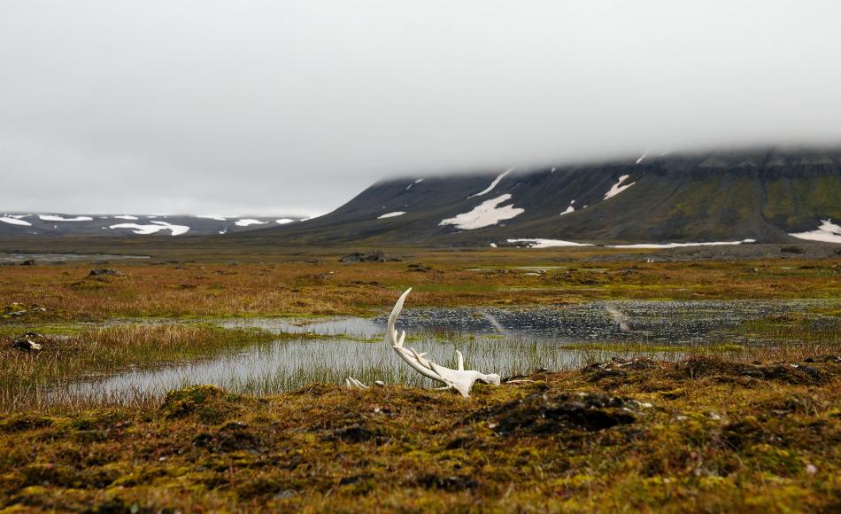 WÃ¤hrend die Zahl der JÃ¤ger in Svalbard in den letzten Jahren immer weiter zurÃ¼ckging, stieg die Zahl der Rentiere stetig an und verdoppelte sich beinahe in den letzten 20 Jahren. Die Tiere sterben heutzutage entweder alterbedingt oder aufrgund von natÃ¼rlichen Ereignissen wie zuviel Eis. Bild: Michael Wenger