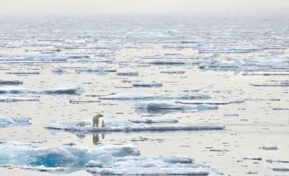 Der Arktische Ozean mit seinen 14 Millionen km2 ist der kleinste der Ozeane und wird von 7 Ländern umringt. Obwohl er bis zu 5669 m tief ist, besteht er aus vielen Schelfgebieten und ist daher durchschnittlich nur 987 m tief. Trotzdem ist er die Heimat von unzähligen Organismen. Bild: Michael Wenger