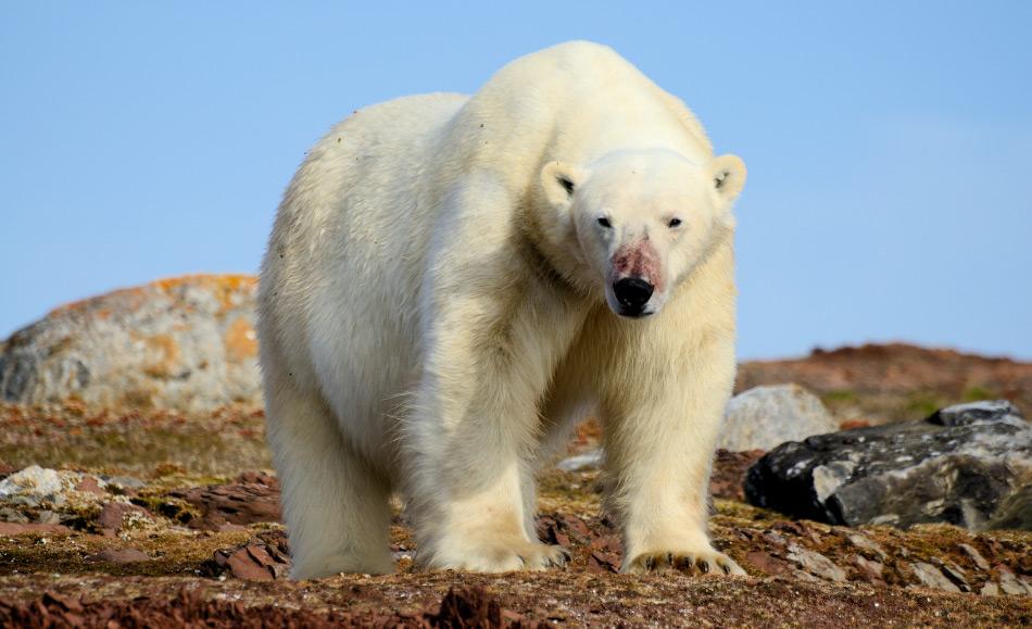 Sollte der Genfluss zwischen den Bärenarten tatsächlich leichter sein, könnten Braunbären eine Art genetischer Pool für bedrohte Eisbären darstellen, solange die Lebensbedingungen schlecht für sie sind.  Doch dies ist nur eine Theorie. Bild: Michael Wenger
