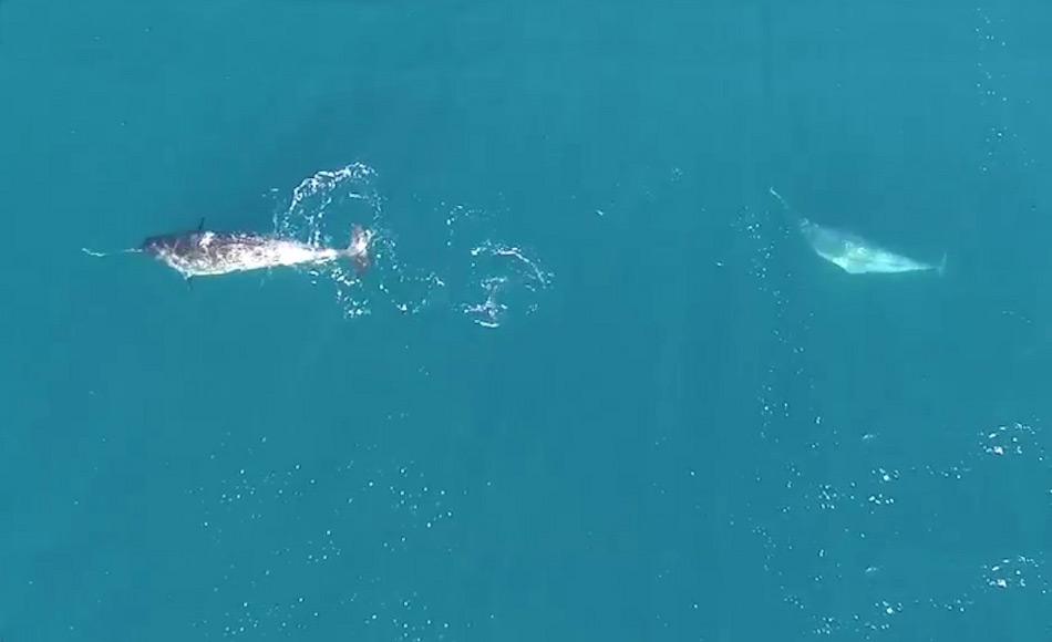 Die Aufnahmen, die verÃ¶ffentlich worden sind, zeigen die Narwale in einer Bucht des Tremblay Sound auf der Jagd nach Polardorschen. Die Tiere jagen scheinbar jeder fÃ¼r sich und treiben die Dorsche vor sich her. Bild: DFO